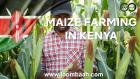 Maize farming in Kenya 