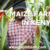 Maize farming in Kenya 