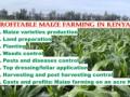 Maize farming in Kenya